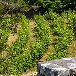 Casa Gaia Vilă Panormos (Skopelos)