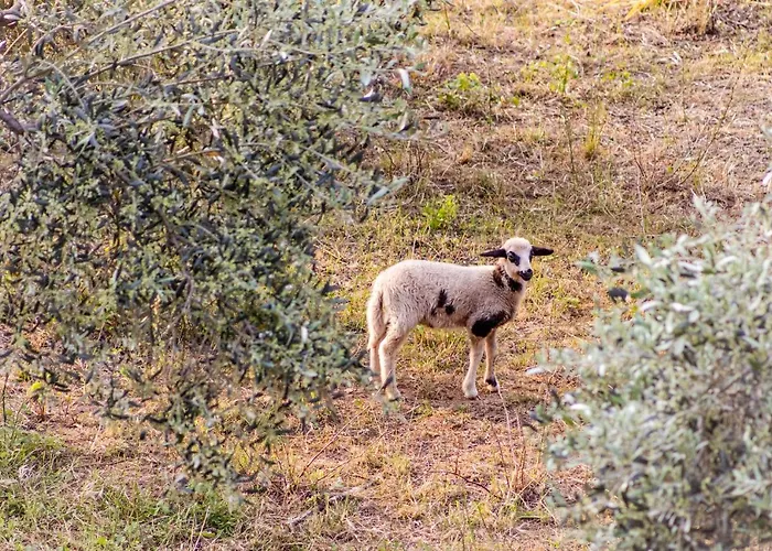 Casa Gaia Villa Panormos (Skopelos)